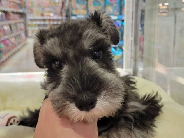 福島県のミニチュアシュナウザー (アミーゴ須賀川店/2025年11月27日生まれ/男の子/ソルトペッパー)の子犬