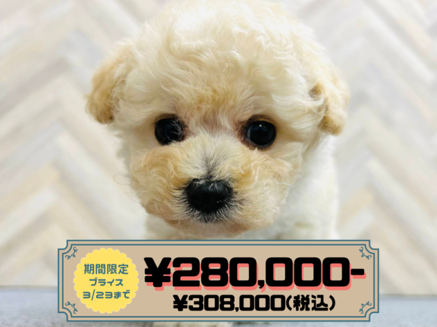 岡山県のハーフ犬・ミックス犬 (アミーゴ水島店/2026年1月3日生まれ/女の子/クリーム)の子犬