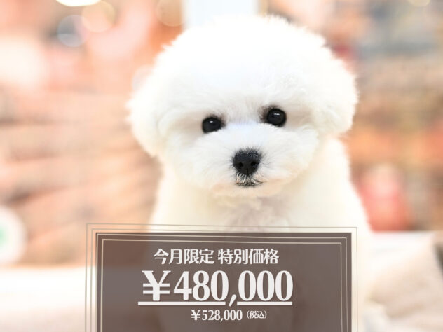 岡山県のビションフリーゼ (アミーゴ大安寺店/2025年11月8日生まれ/女の子/ホワイト)の子犬の1枚目の画像