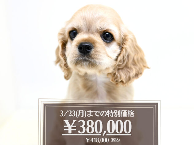 岡山県のアメリカンコッカースパニエル (アミーゴ大安寺店/2026年1月7日生まれ/女の子/バフ)の子犬の1枚目の画像