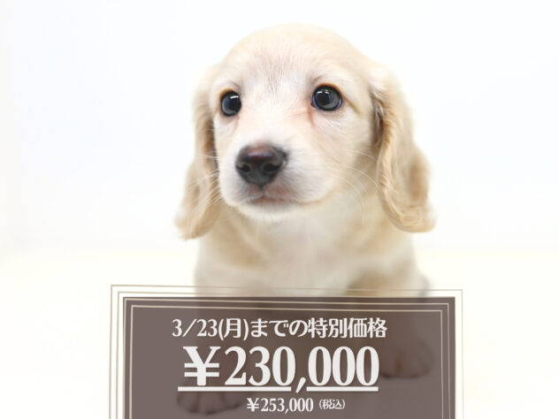 岡山県のミニチュアダックスフンド(ロング) (アミーゴ大安寺店/2025年12月18日生まれ/男の子/イエロー)の子犬の1枚目の画像