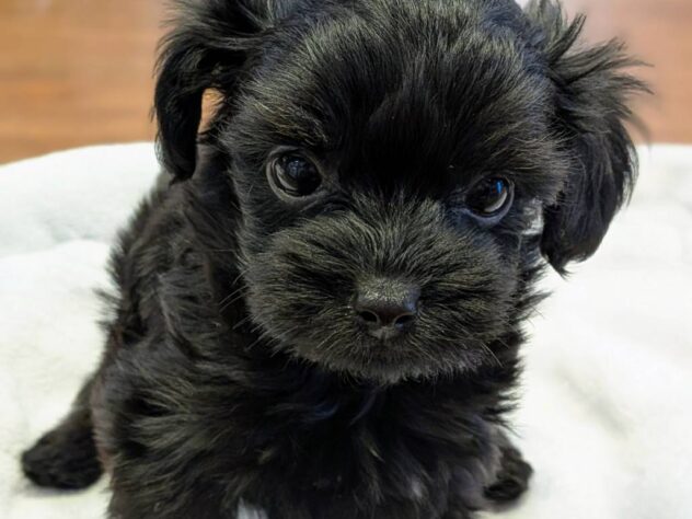 福島県のハーフ犬・ミックス犬 (アミーゴ福島南店/2025年12月25日生まれ/女の子/ブラック)の子犬