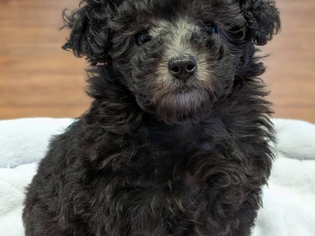 福島県のトイプードル(トイ) (アミーゴ福島南店/2025年12月24日生まれ/女の子/シルバー)の子犬