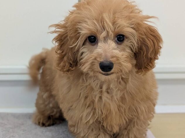 福島県のハーフ犬・ミックス犬 (アミーゴ福島南店/2025年11月2日生まれ/男の子/レッド)の子犬の1枚目の画像