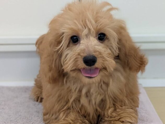 福島県のハーフ犬・ミックス犬 (アミーゴ福島南店/2025年11月2日生まれ/男の子/レッド)の子犬の2枚目の画像