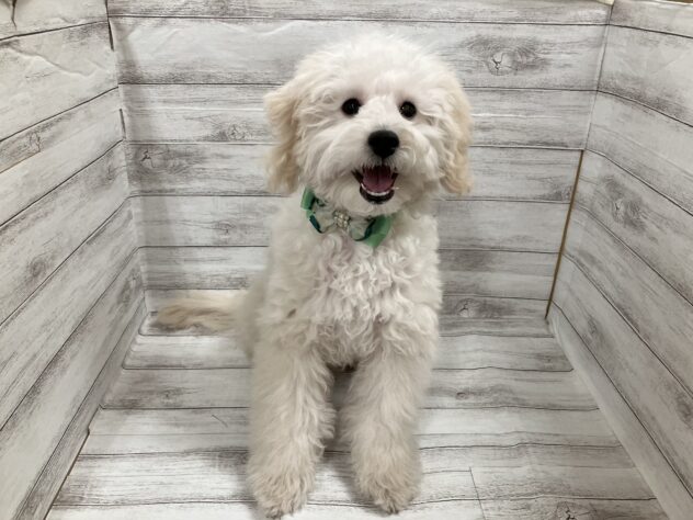 福島県のトイプードル(トイ) (アミーゴ小名浜店/2025年10月13日生まれ/男の子/クリーム)の子犬