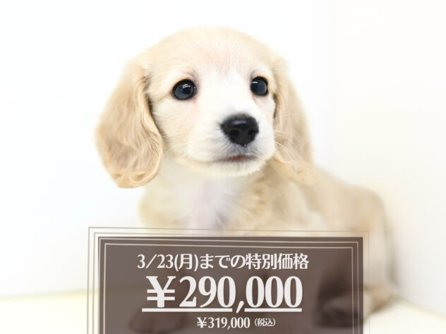 岡山県のミニチュアダックスフンド(ロング) (アミーゴ大安寺店/2025年12月18日生まれ/女の子/イエロー)の子犬の1枚目の画像