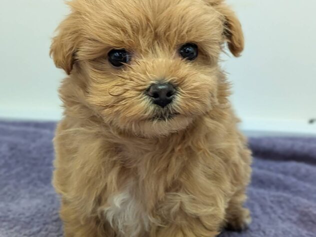 福島県のハーフ犬・ミックス犬 (アミーゴ福島南店/2026年1月11日生まれ/男の子/アプリコット)の子犬の1枚目の画像