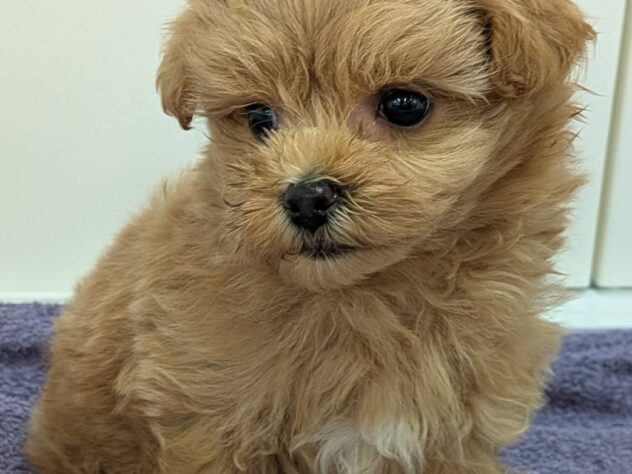 福島県のハーフ犬・ミックス犬 (アミーゴ福島南店/2026年1月11日生まれ/男の子/アプリコット)の子犬の2枚目の画像