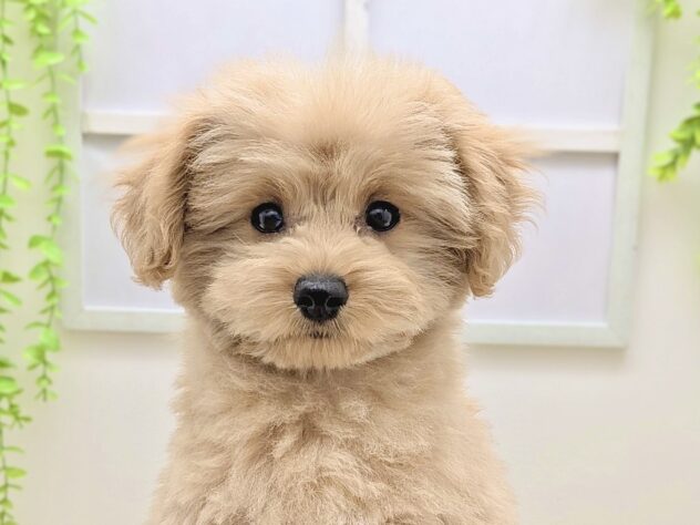 福島県のハーフ犬・ミックス犬 (アミーゴ会津若松店/2025年11月18日生まれ/男の子/アプリコット)の子犬の2枚目の画像