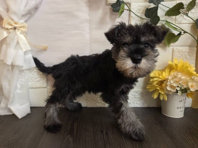 宮城県のミニチュアシュナウザー (アミーゴ古川駅前店/2025年12月31日生まれ/男の子/ソルトペッパー)の子犬の2枚目の画像