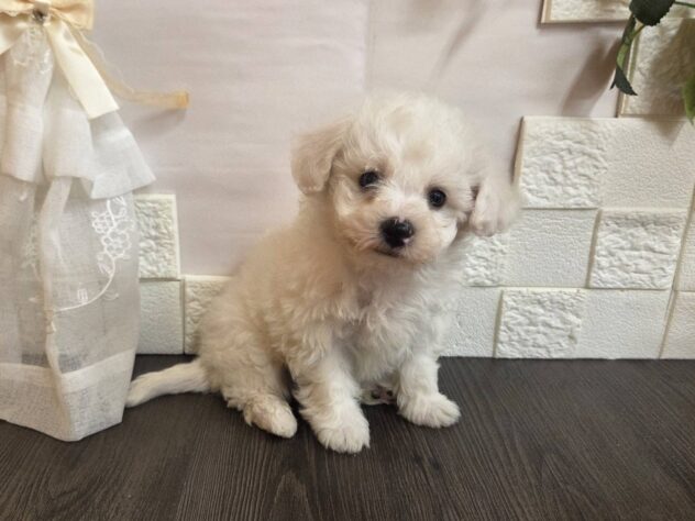 宮城県のビションフリーゼ (アミーゴ古川駅前店/2026年1月4日生まれ/男の子/ホワイト)の子犬の2枚目の画像