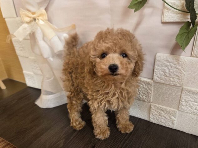 宮城県のトイプードル(トイ) (アミーゴ古川駅前店/2026年1月4日生まれ/女の子/アプリコット)の子犬