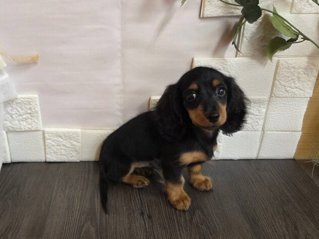 宮城県のカニンヘンダックスフンド(ロング) (アミーゴ古川駅前店/2025年12月28日生まれ/男の子/ブラックタン)の子犬の2枚目の画像