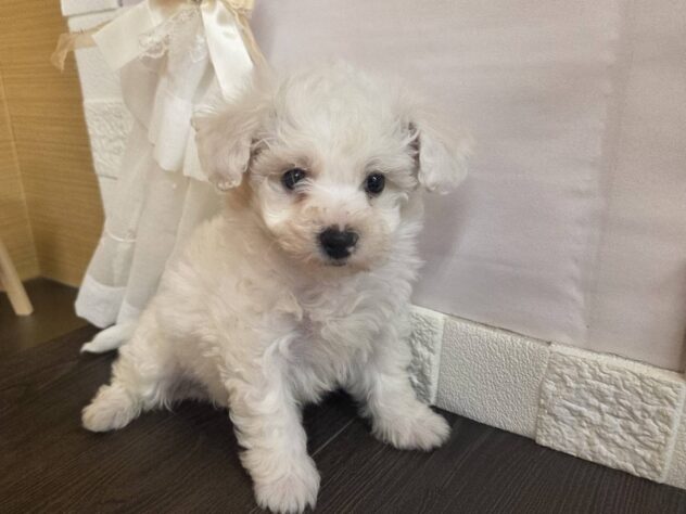 宮城県のビションフリーゼ (アミーゴ古川駅前店/2026年1月4日生まれ/男の子/ホワイト)の子犬の1枚目の画像