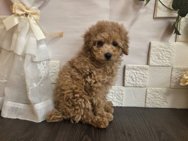 宮城県のトイプードル(トイ) (アミーゴ古川駅前店/2026年1月4日生まれ/女の子/アプリコット)の子犬の2枚目の画像