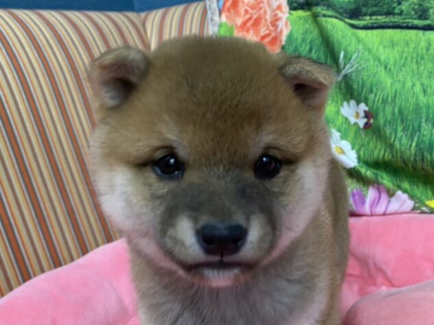 和歌山県の豆柴 (アミーゴ和歌山太田店/2026年1月6日生まれ/男の子/赤)の子犬