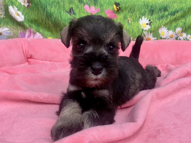 和歌山県のミニチュアシュナウザー (アミーゴ和歌山太田店/2026年1月5日生まれ/女の子/ソルトペッパー)の子犬の2枚目の画像