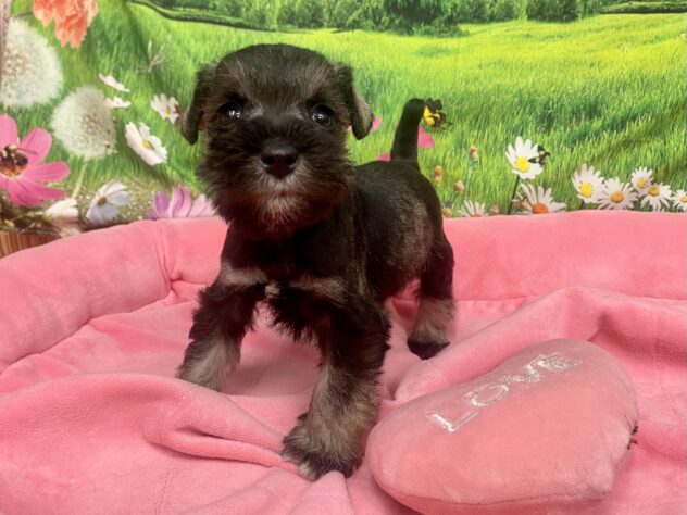 和歌山県のミニチュアシュナウザー (アミーゴ和歌山太田店/2026年1月5日生まれ/女の子/ソルトペッパー)の子犬の3枚目の画像