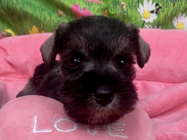 和歌山県のミニチュアシュナウザー (アミーゴ和歌山太田店/2026年1月5日生まれ/女の子/ソルトペッパー)の子犬の1枚目の画像