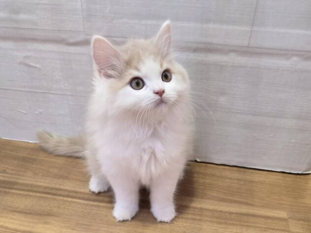 山形県のスコティッシュフォールド (アミーゴ米沢店/2025年12月19日生まれ/男の子/クリームホワイト)の子猫の1枚目の画像