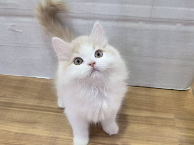 山形県のスコティッシュフォールド (アミーゴ米沢店/2025年12月19日生まれ/男の子/クリームホワイト)の子猫の2枚目の画像