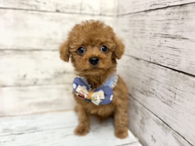 福島県のトイプードル(トイ) (アミーゴいわき店/2026年1月7日生まれ/男の子/レッド)の子犬