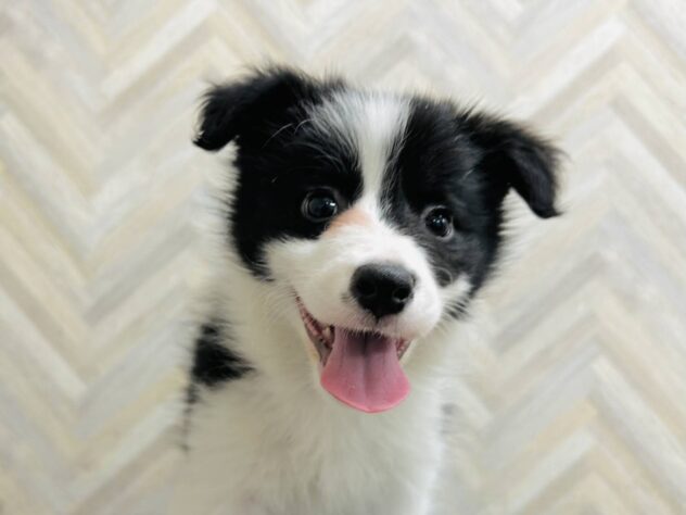 岡山県のボーダーコリー (アミーゴ水島店/2026年1月6日生まれ/女の子/ブラックホワイト)の子犬