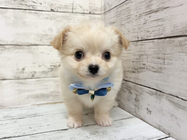 福島県のチワワ(ロング) (アミーゴいわき店/2026年1月6日生まれ/男の子/クリーム)の子犬の2枚目の画像