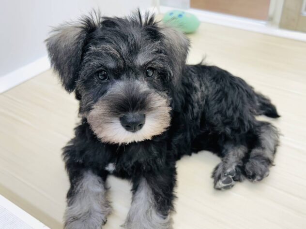 岡山県のミニチュアシュナウザー (アミーゴ水島店/2025年12月29日生まれ/女の子/ソルトペッパー)の子犬