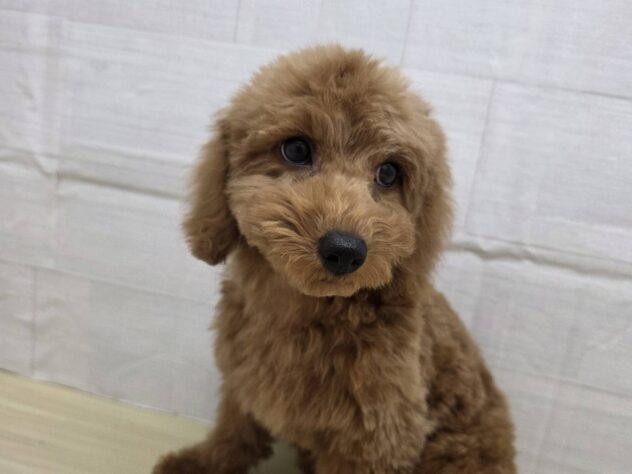 山形県のトイプードル(トイ) (アミーゴ米沢店/2025年11月24日生まれ/女の子/オレンジフォーン)の子犬