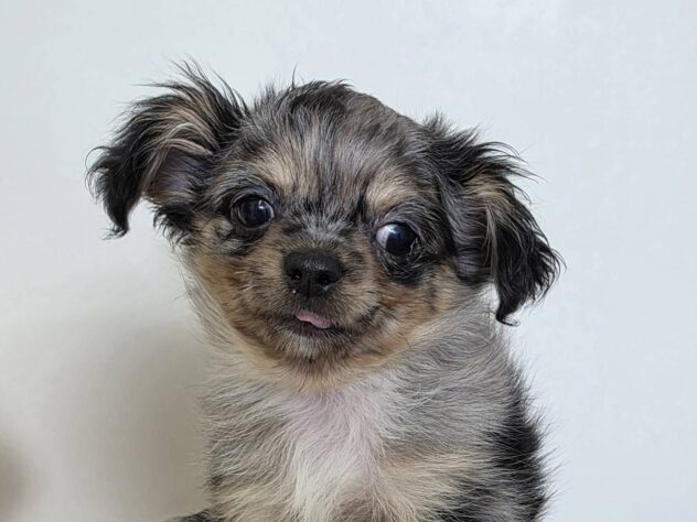 山形県のチワワ(ロング) (アミーゴ米沢店/2025年12月2日生まれ/男の子/ブルーマール)の子犬