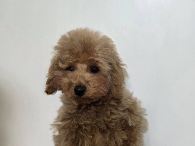 山形県のトイプードル(トイ) (アミーゴ米沢店/2025年11月27日生まれ/男の子/ペールフォーン)の子犬