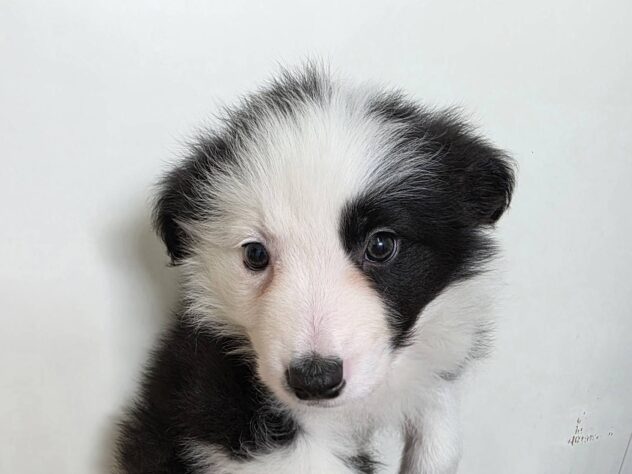 山形県のボーダーコリー (アミーゴ米沢店/2026年1月10日生まれ/男の子/ブラックホワイト)の子犬