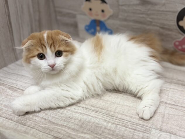秋田県のスコティッシュフォールド (アミーゴ横手店/2025年11月13日生まれ/男の子/レッドタビーホワイト)の子猫