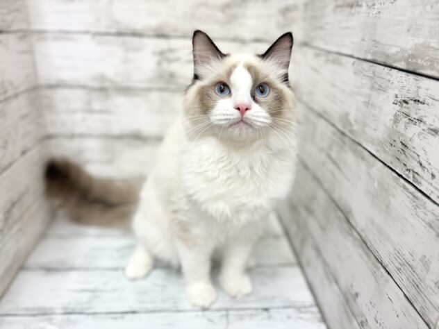 福島県のラグドール (アミーゴいわき店/2025年9月8日生まれ/男の子/シールポイントバイカラー)の子猫の1枚目の画像