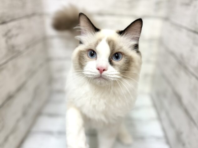 福島県のラグドール (アミーゴいわき店/2025年9月8日生まれ/男の子/シールポイントバイカラー)の子猫の3枚目の画像