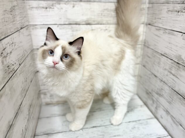 福島県のラグドール (アミーゴいわき店/2025年9月8日生まれ/男の子/シールポイントバイカラー)の子猫の2枚目の画像