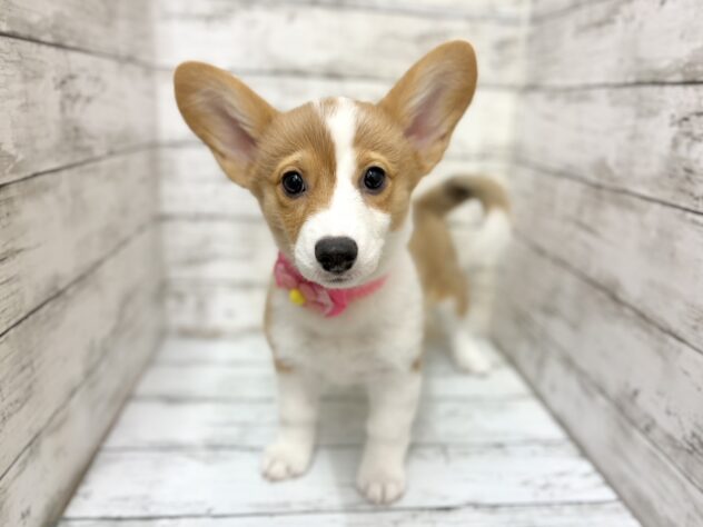 福島県のウェルシュコーギーペンブローク (アミーゴいわき店/2025年12月23日生まれ/女の子/レッドホワイト)の子犬