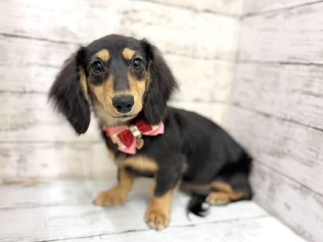 福島県のミニチュアダックスフンド(ロング) (アミーゴいわき店/2025年10月5日生まれ/女の子/ブラックタン)の子犬の2枚目の画像