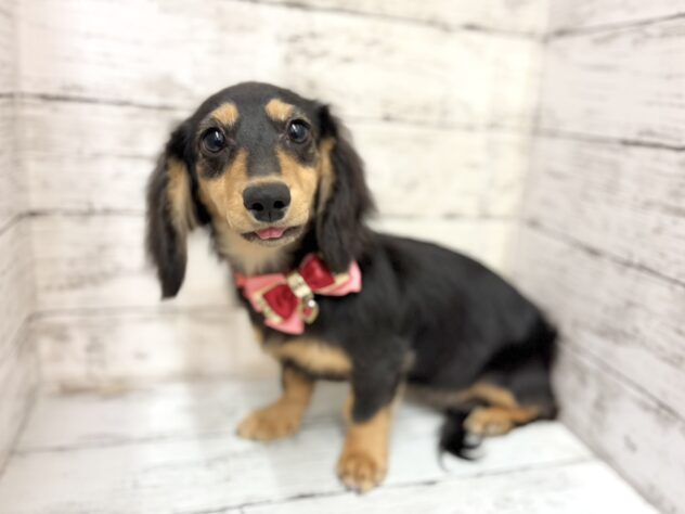 福島県のミニチュアダックスフンド(ロング) (アミーゴいわき店/2025年10月5日生まれ/女の子/ブラックタン)の子犬の3枚目の画像