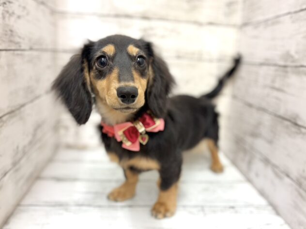 福島県のミニチュアダックスフンド(ロング) (アミーゴいわき店/2025年10月5日生まれ/女の子/ブラックタン)の子犬の1枚目の画像