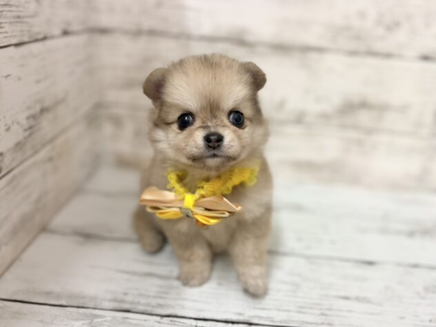 福島県のハーフ犬・ミックス犬 (アミーゴいわき店/2026年1月13日生まれ/女の子/オレンジ)の子犬の1枚目の画像