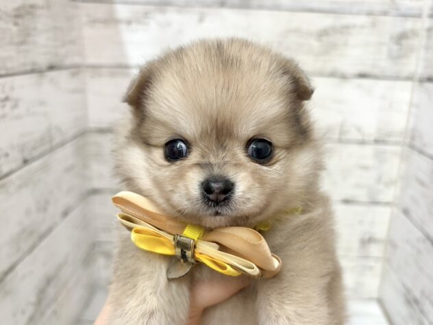 福島県のハーフ犬・ミックス犬 (アミーゴいわき店/2026年1月13日生まれ/女の子/オレンジ)の子犬の2枚目の画像