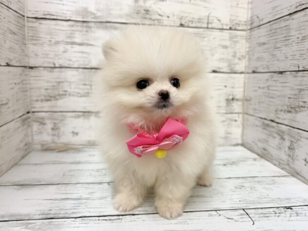 福島県のポメラニアン (アミーゴいわき店/2026年1月6日生まれ/女の子/ホワイトクリーム)の子犬の2枚目の画像