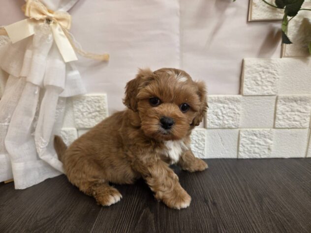 宮城県のハーフ犬・ミックス犬 (アミーゴ古川駅前店/2026年1月10日生まれ/男の子/アプリコット)の子犬の2枚目の画像