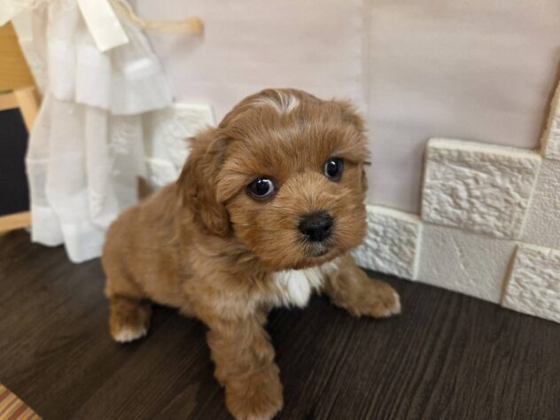 宮城県のハーフ犬・ミックス犬 (アミーゴ古川駅前店/2026年1月10日生まれ/男の子/アプリコット)の子犬の1枚目の画像