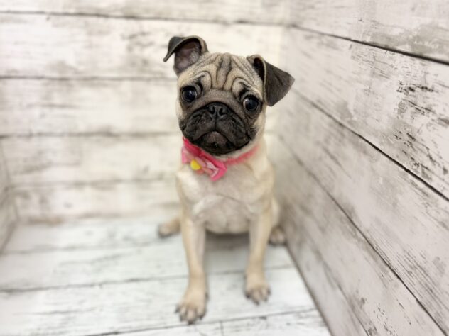 福島県のパグ (アミーゴいわき店/2025年11月2日生まれ/女の子/フォーン)の子犬の2枚目の画像