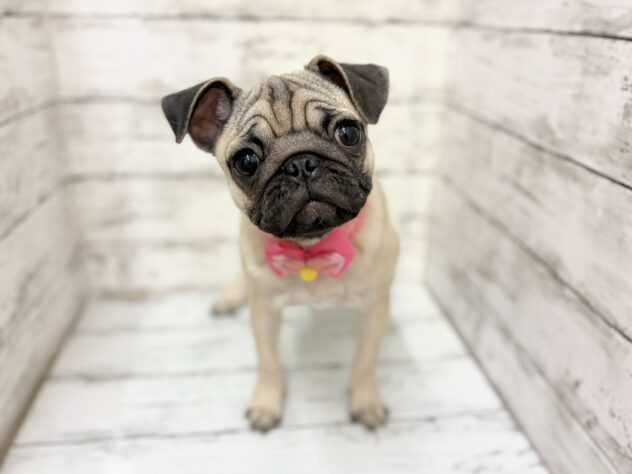 福島県のパグ (アミーゴいわき店/2025年11月2日生まれ/女の子/フォーン)の子犬の1枚目の画像