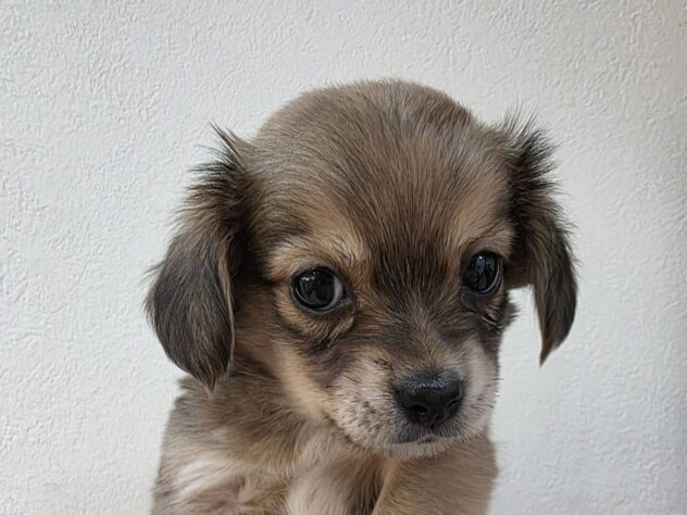 山形県のハーフ犬・ミックス犬 (アミーゴ米沢店/2026年1月12日生まれ/女の子/レッド)の子犬